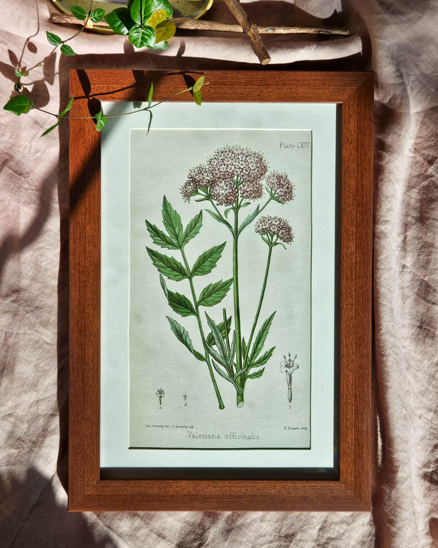 Valeriana Officinhas - Vintage Botanical Illustration